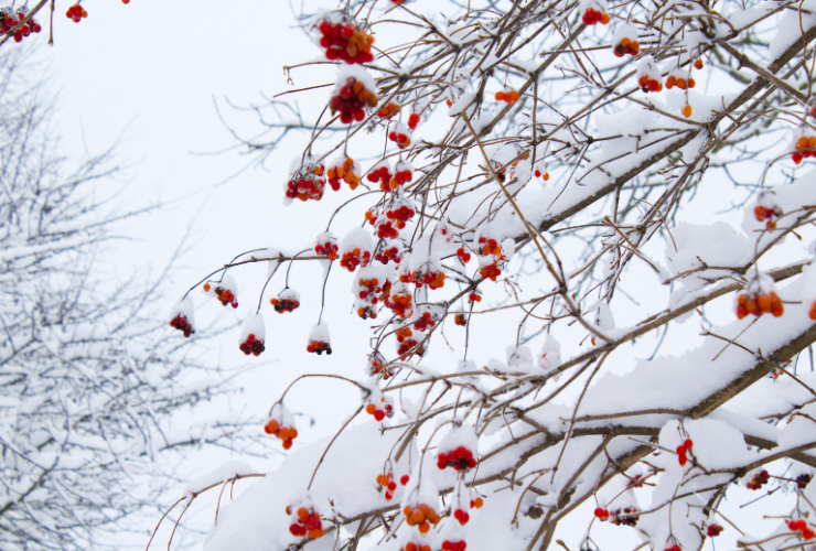 Winter scene with snow & red berries