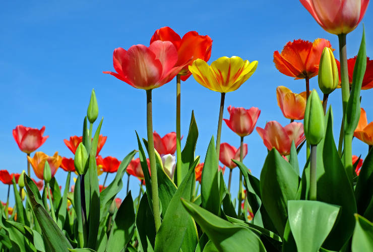 Red & yellow flowers with green stems against a cloudless blue sky